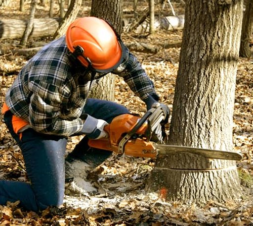 Tree Removal in Fairbank, PA
